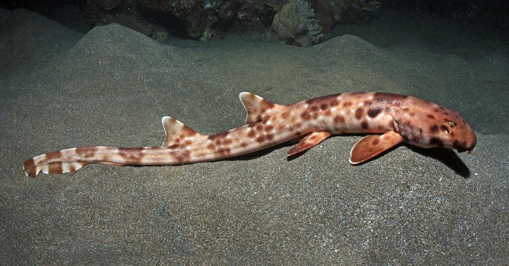 Loài cá mập quý hiếm mới được phát hiện, với khả năng đi bộ độc đáo&nbsp;(ảnh: MSN)