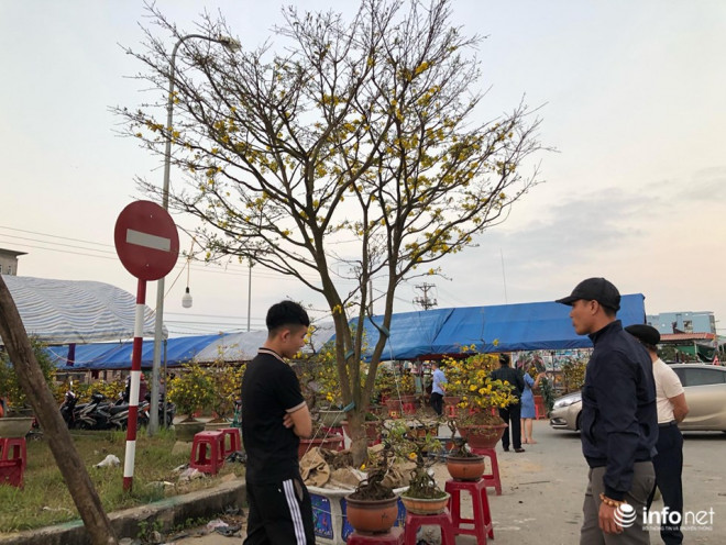 Cây mai khủng thu hút sự chú ý của người dân.