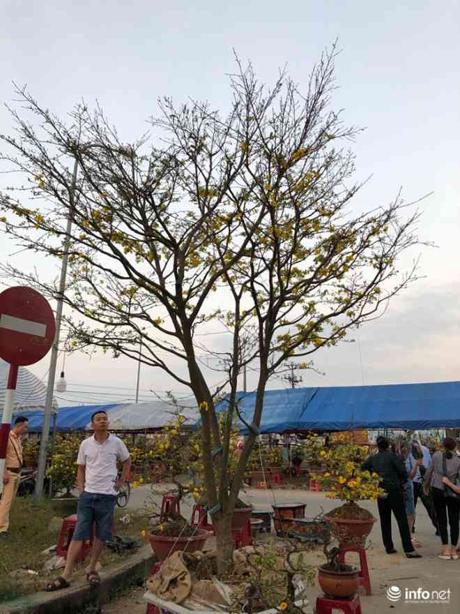 Gốc mai có giá 60 triệu đồng.