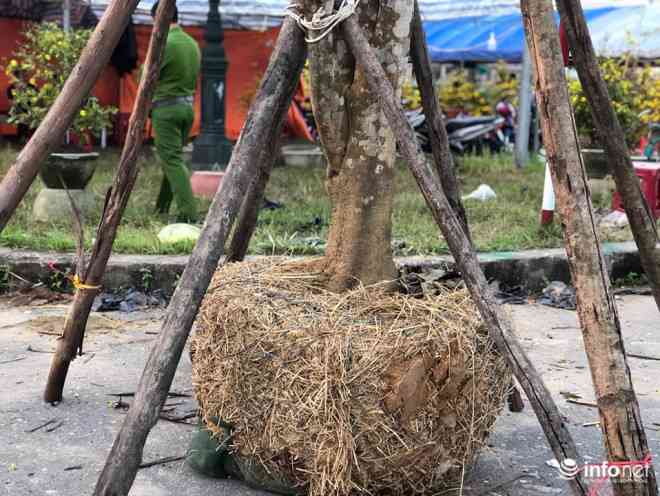 Theo người bán đây là mai rừng vùng Hương Khê (Hà Tĩnh).