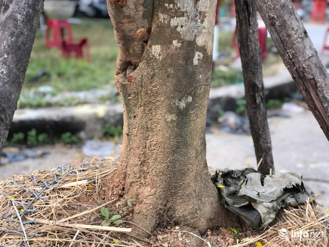 Gốc mai "khủng" có tuổi đời hàng chục năm.