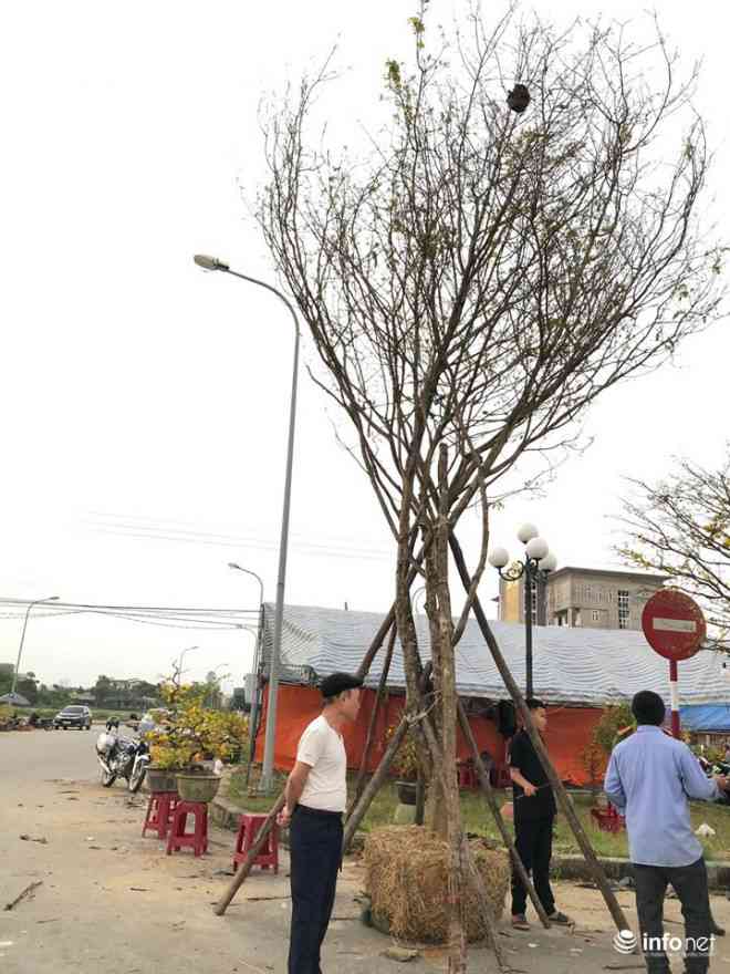 Một gốc mai có giá 40 triệu đồng. Gốc mai này còn có nguyên cả tổ ong.