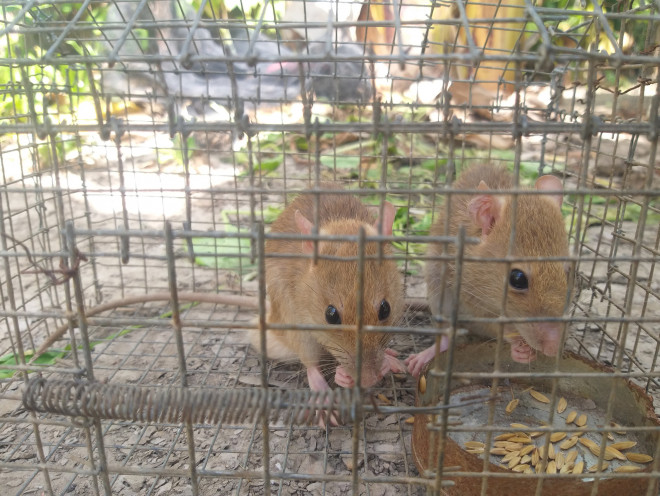 Chuột rất dạn khi được người cho ăn