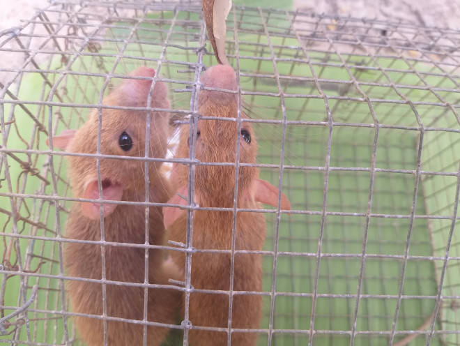 Nông dân Cà Mau bắt được cặp chuột lông vàng lạ mắt ngày cuối năm - 3