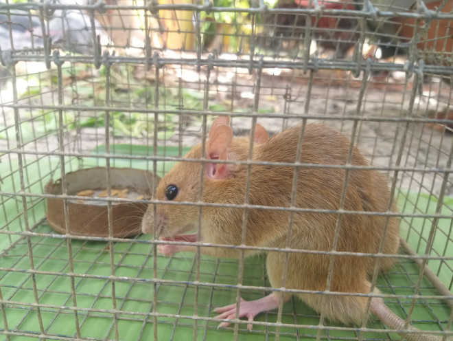 Nông dân Cà Mau bắt được cặp chuột lông vàng lạ mắt ngày cuối năm - 4