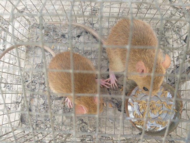 Cặp chuột lông vàng