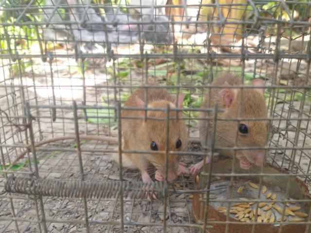 Tin tức trong ngày - Nông dân Cà Mau bắt được cặp chuột lông vàng lạ mắt ngày cuối năm