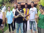 Phi thường - kỳ quặc - Video: Đang ăn tối, hoảng hồn thấy hổ mang chúa khổng lồ dài 5m ghé thăm