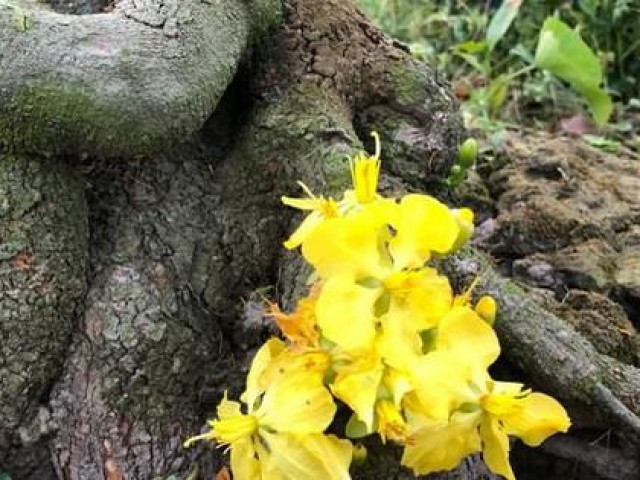 Tin tức trong ngày - Lạ mắt vườn mai "khủng" có hoa vàng rực trổ từ ngọn rới rễ