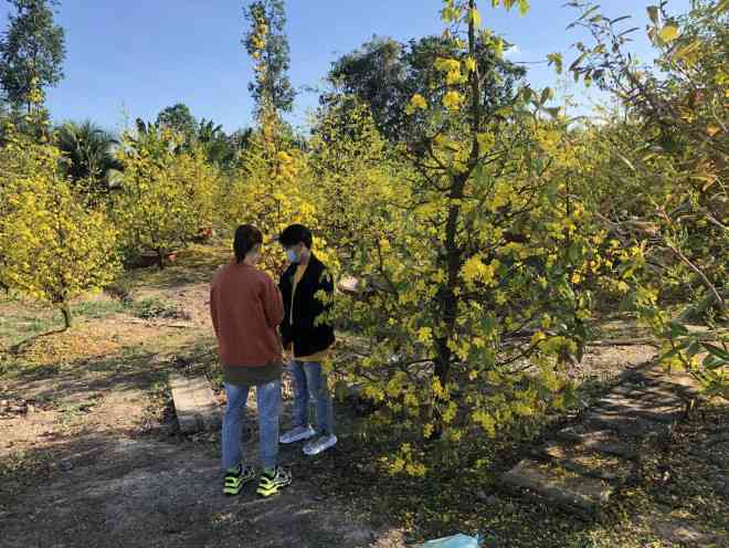 Vào dịp Tết, vườn mai nhà ông Tình đón nhiều lượt khách đến chụp ảnh
