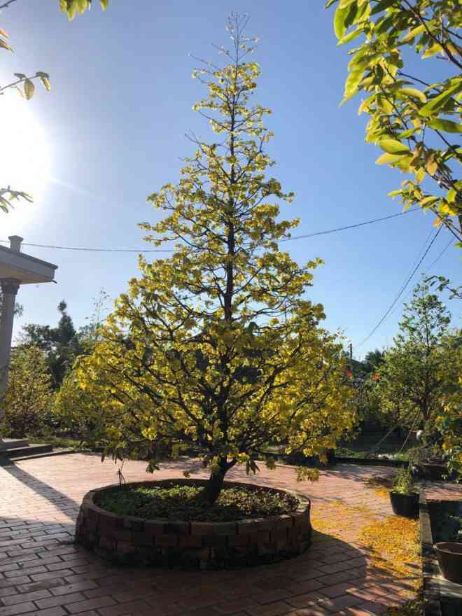 Lạ mắt vườn mai "khủng" có hoa vàng rực trổ từ ngọn rới rễ - 4