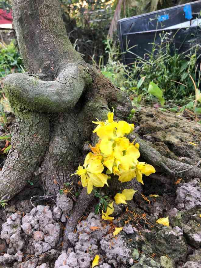 Những bông hoa mai vàng rực nỡ từ trên ngọn đến dưới gốc