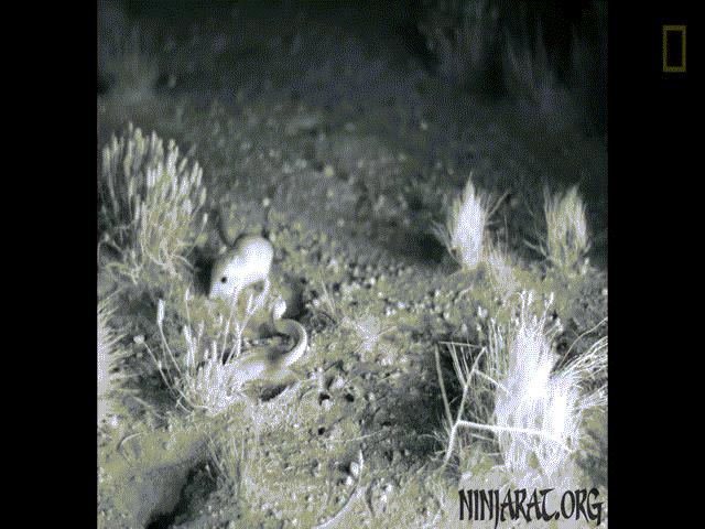 Thế giới - Kinh ngạc "thân pháp" của chuột nhảy trước cú mổ như đạn bắn trong đêm của rắn chuông