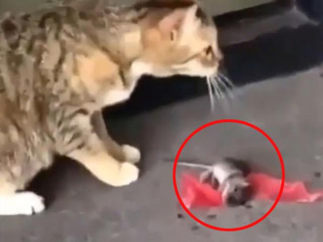 Media - Chuột giả chết điêu luyện trước mặt mèo và những màn trốn thoát có 1-0-2