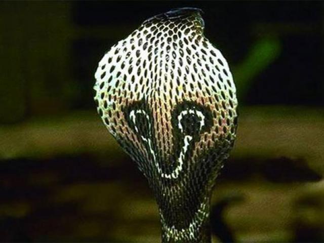 Loài rắn độc nhất thế giới mà bạn không nên đến gần