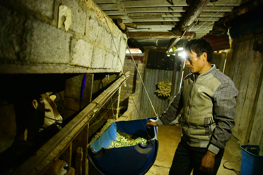  Nuôi bò mang lại cuộc sống khấm khá hơn cho gia đình anh Pó sau khi trở về từ Pakistan.