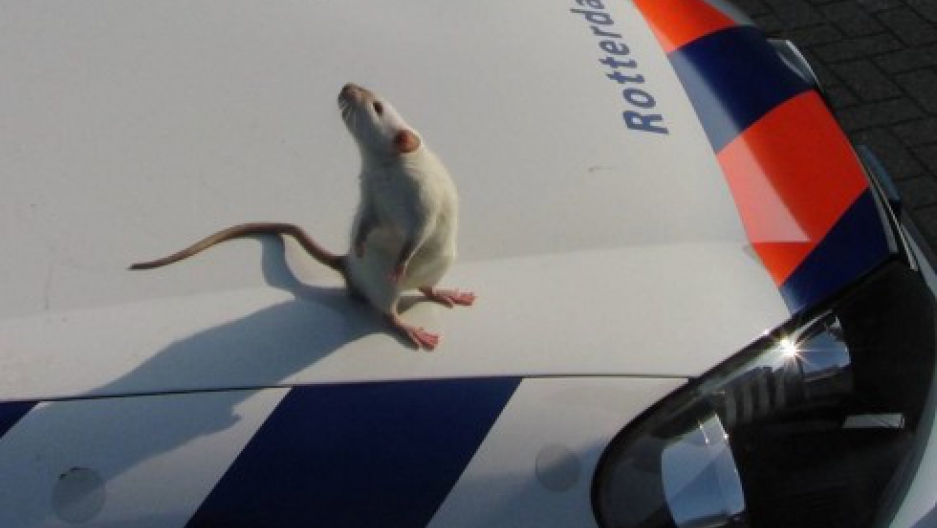 Một chú chuột "nghiệp vụ" tại Hà Lan đang làm nhiệm vụ (Ảnh: Monique Hammerslag)