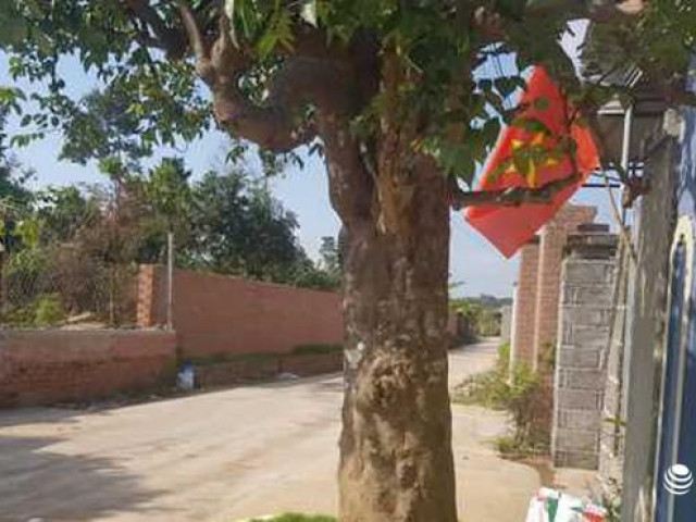 Thị trường - Tiêu dùng - Khế “Độc trụ kình thiên” tại Đắk Lắk giá gần trăm triệu chủ nhân không màng