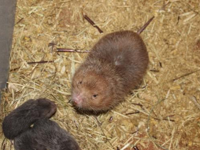 Thị trường - Tiêu dùng - Phất lên nhờ… “Tý”