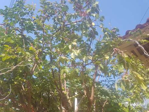 Cây khế cho hoa 4 mùa