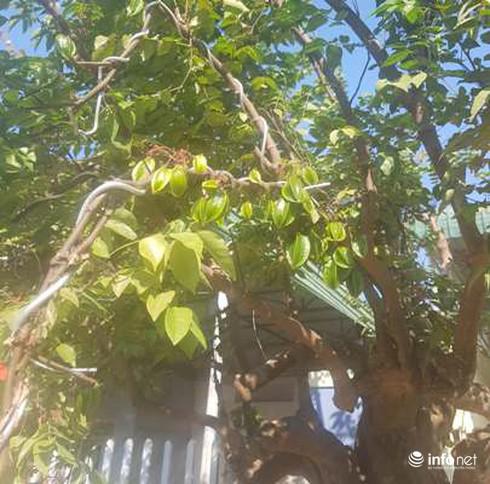 Cây khế chua rất sai quả