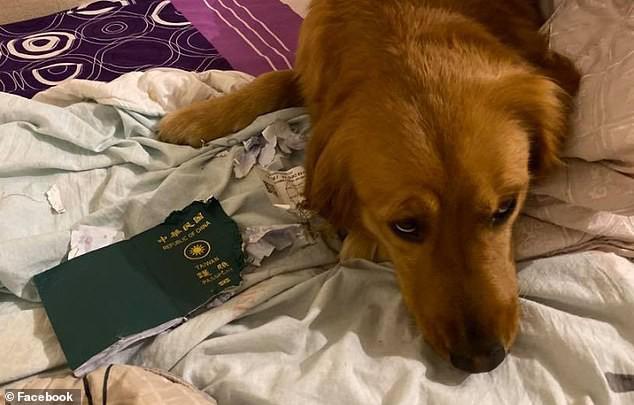 Cô chó cưng Kimi bên cuốn hộ chiếu bị cắn nát. Ảnh: Facebook
