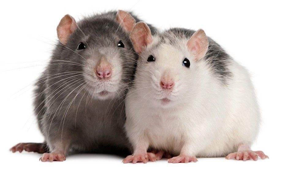 Chuột hoang và chuột nuôi có những khác biệt cơ bản về lối sống và hành vi (Ảnh minh họa)
