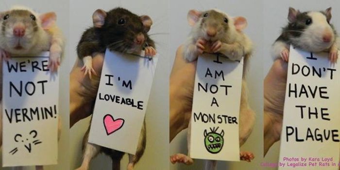 Chuột nuôi thường hòa đồng và ít gây hại với con người hơn chuột hoang (Ảnh: Kate Lloyd)