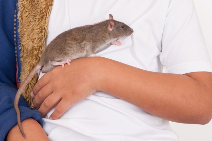 Chuột hoang ít khi đạt kích thước cực đại do tuổi thọ ngắn ngủi (Ảnh minh họa)