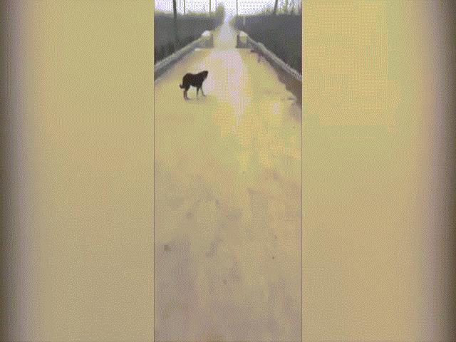 Thế giới - Video: TQ phong tỏa tâm dịch virus Corona, đến chó cũng không thoát