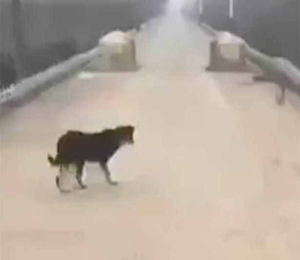 Chú chó không thể cứ thế rời khỏi tỉnh Hồ Bắc.