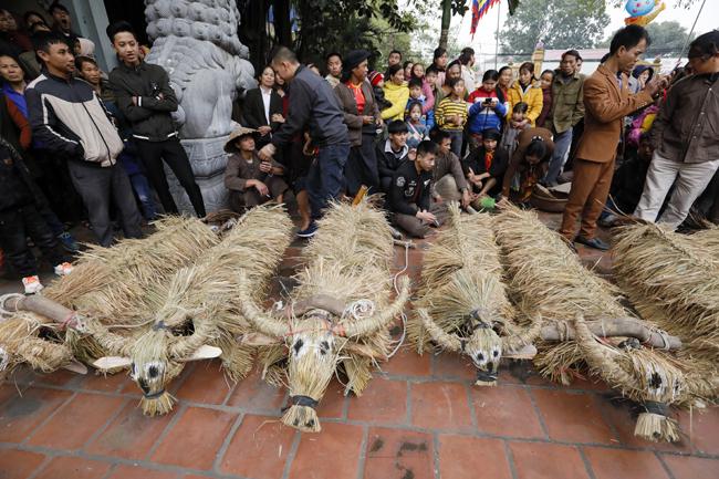 Khoảng 5h30 sáng, các chú "trâu, bò" đã xếp hàng trang điểm tại sân miếu xã Đại Đồng.