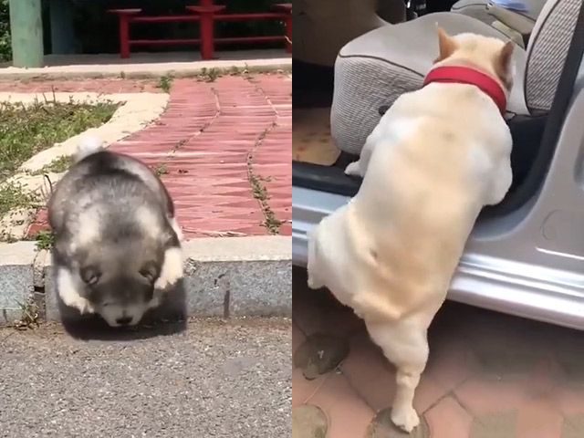 Video Clip Cười - Nỗi lòng không ai thấu hiểu cho của hội chân ngắn