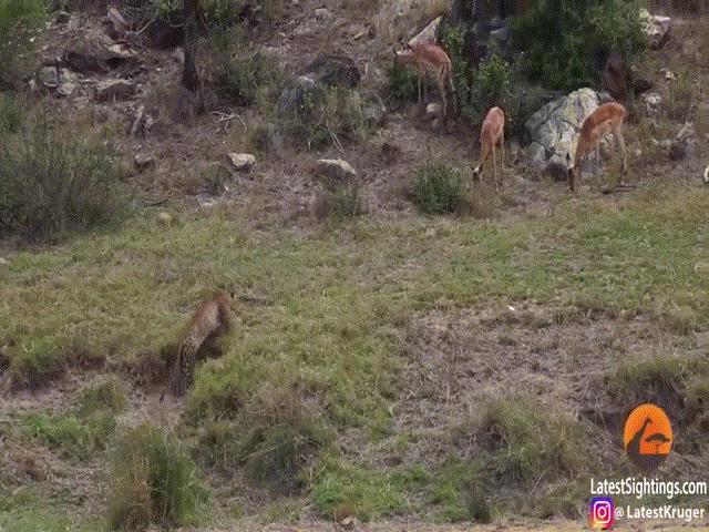 Phi thường - kỳ quặc - Video: Báo săn bứt tốc rồi tung tuyệt kỹ tóm gọn con mồi giữa không trung