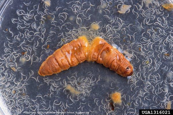Tuyến trùng đổ ra từ xác một ấu trùng, mang theo loại vi khuẩn chứa "thần dược" - ảnh: Peggy Greb