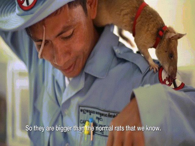 Thế giới - "Biệt đội chuột" to như mèo làm nhiệm vụ đầy nguy hiểm