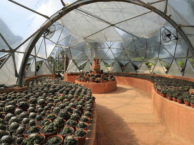 Tin tức trong ngày - Vườn xương rồng đa dạng nhất Việt Nam, "khủng" hơn cả danh lam nổi tiếng của Singapore