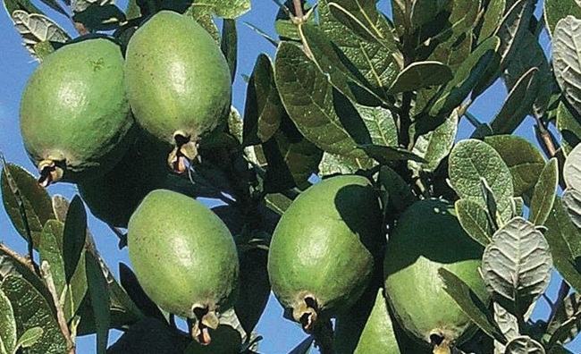 Quả Feijoa còn có tên khác là ổi dứa. Chúng là cây mọc dại ở Nam Mỹ sau đó được trồng ở nhiều nơi.