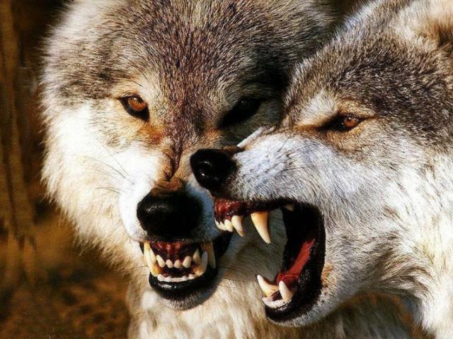 Media - Sói Bắc Cực và những chiến thuật săn mồi đỉnh cao