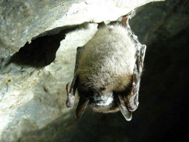 Thế giới - Virus Corona: Kiểm tra toàn bộ quần thể dơi tại Thái Lan