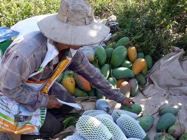 Thị trường - Tiêu dùng - Mỏi tay đếm tiền nhờ trồng xoài theo cách “chẳng giống ai”