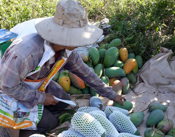 Khách hàng đặt mua, xoài mới được hái xuống khỏi cây nên vẫn đảm bảo tươi ngon.