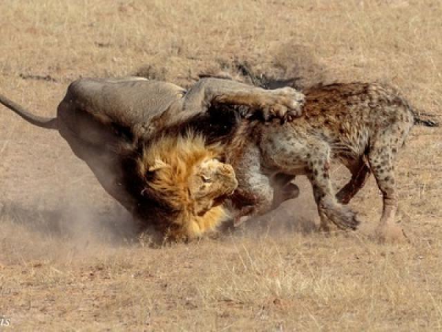 Media - Linh cẩu "thân tàn ma dại" sau đòn trả thù kinh hoàng khi tranh mồi