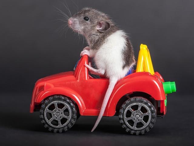 Phi thường - kỳ quặc - Lợi ích bất ngờ từ việc dạy chuột...lái xe