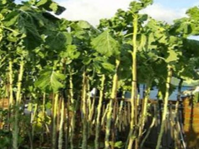 Thị trường - Tiêu dùng - Loại rau cải "siêu to khổng lồ" khiến bà nội trợ thích mê