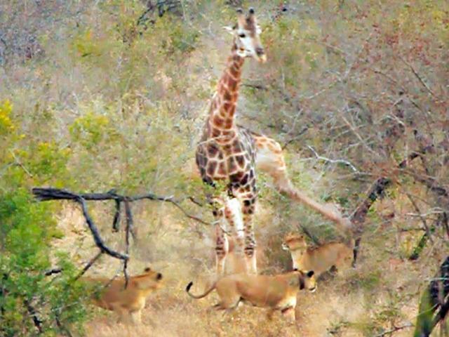 Media - Bị bao vây, hươu cao cổ một mình tung cước như "trời giáng" chống trả bầy sư tử