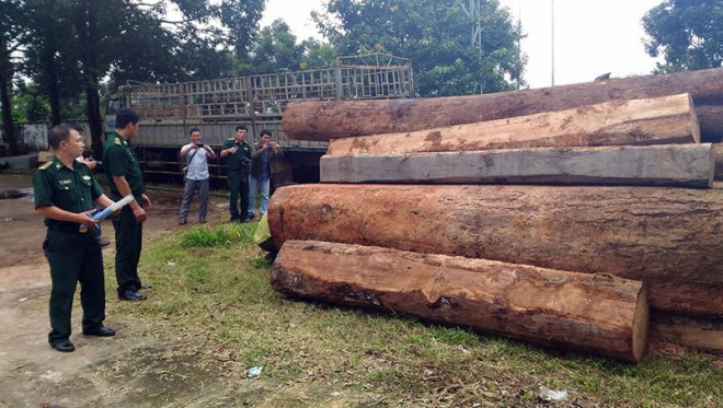 Cơ quan chức năng đo đếm lượng gỗ tang vật