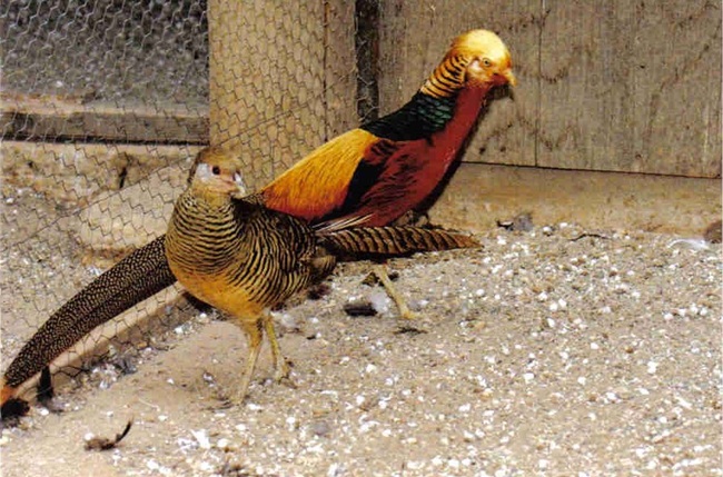Chim trĩ đỏ 7 màu được nhiều người thích nuôi chim cảnh ở Việt Nam chú ý trong những năm gần đây.