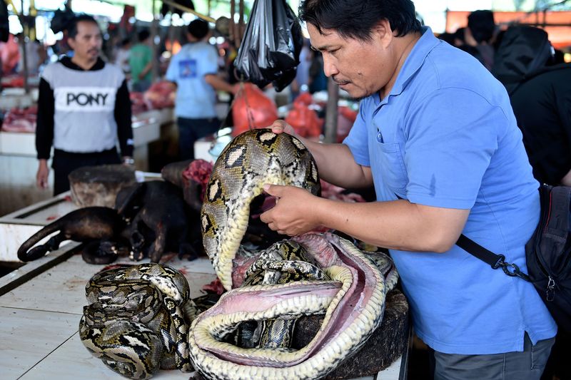 Ánh ảnh bởi Corona, chợ chuyên bán động vật hoang dã dừng buôn rắn, bán dơi - 2