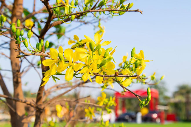 Những bông mai vàng tỏa sảng rực rỡ dưới ánh nắng ngày xuân